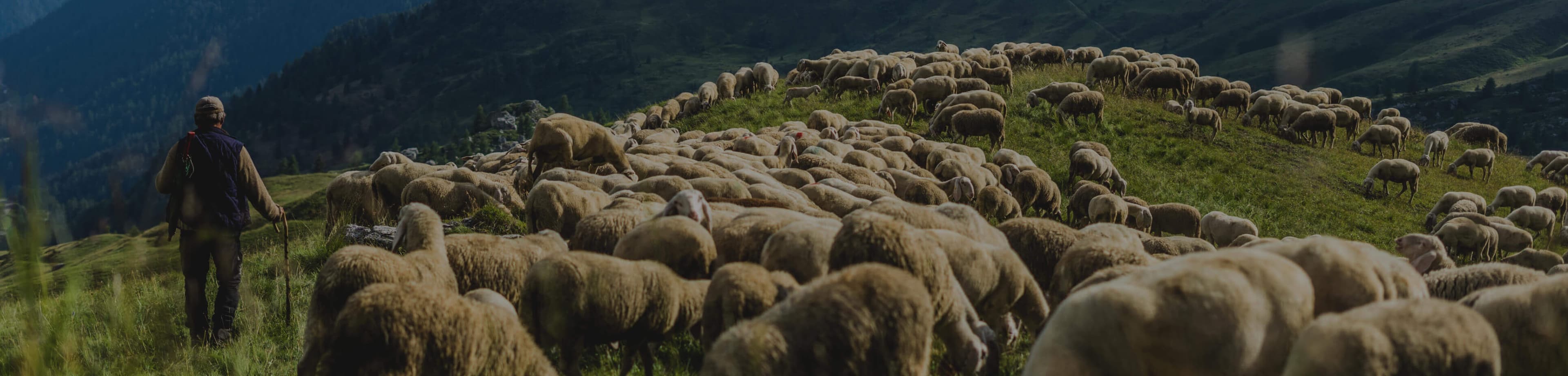 APOTAMOS A LA COMUNIDAD DE SAN ANTOINIO DEL PUNGE